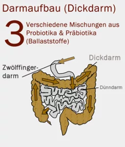 Darmflora aufbauen