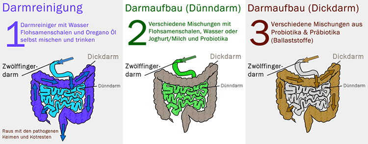 Darmsanierung Anleitung Fur Zu Hause